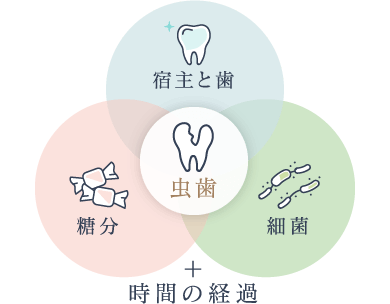 虫歯の原因は「宿主と歯」「糖分」「細菌」と時間の経過